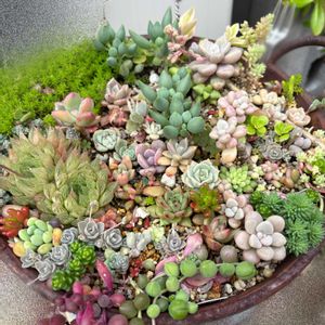 多肉寄せ植え,かわいいな♡,GS日和,庭の画像