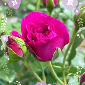 バラ　ルタンデスリーズ,鉢植え,裏庭,GSのみなさんに感謝♡,スマホ撮影の画像