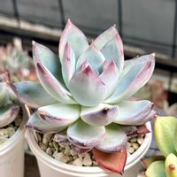 成長記録 ブラックサバス×コロラータ,ブラックサバス×コロラータ,神奈川タニラー,多肉男子,バルコニー/ベランダの画像