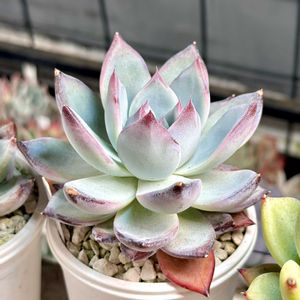 成長記録 ブラックサバス×コロラータ,ブラックサバス×コロラータ,神奈川タニラー,多肉男子,バルコニー/ベランダの画像