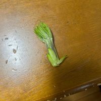 コシアブラの画像