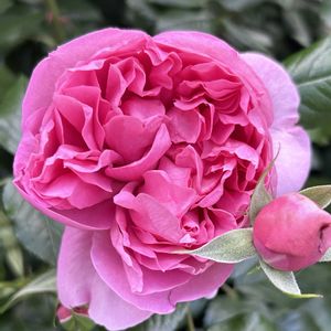 バラ,エドゥアールマネ,バラ プリマヴィスタ,鉢植え,ガーデニングの画像