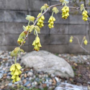 トサミズキ,植栽,低木,庭の画像