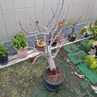 サガリバナ,熱帯植物,沖縄,横浜の画像