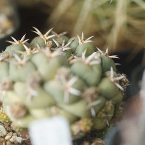 ハオルチア,多肉植物,観葉植物,塊根植物,サボテン科の画像