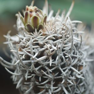 ハオルチア,多肉植物,観葉植物,塊根植物,サボテン科の画像