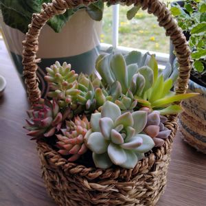 オーロラ,火祭り,トップシータービー,トップスプレンダー,トップスプレンダーの画像