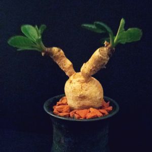 ユーフォルビア スバポーダ,ユーフォルビア,塊根植物,コーデックス,マダガスカル原産の画像