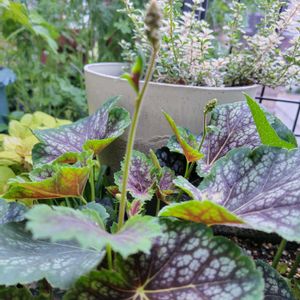 クレマチス,ヒューケラ,オルレア,ラナンキュラス　ラックス,クレマチス‘ベルオブウォーキング’の画像