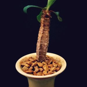 噴炎竜,ユーフォルビア ネオフンベルティ,ユーフォルビア,塊根植物,コーデックスの画像