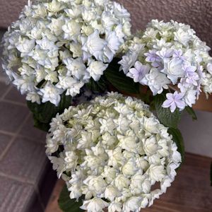 紫陽花,鉢植え,北海道,小さな庭,玄関アプローチの画像