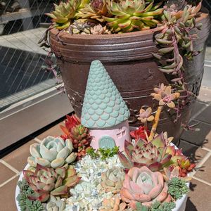 多肉植物,植え替え,庭の画像