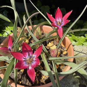 チューリップ,タケノコ,タケノコ,原種チューリップ,原種チューリップの画像