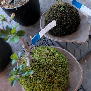長寿梅,メルヘンの木,苔玉,ベランダの画像