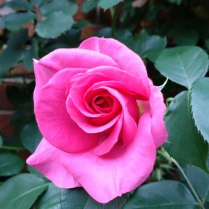 鉢植え,ガーデニング,散策,植え込み,ばら バラ 薔薇の画像