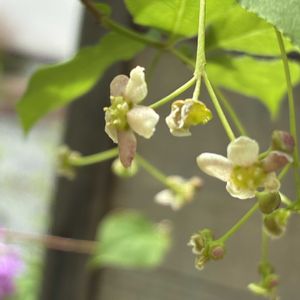 ツリバナ﹙吊り花﹚,鉢植え,小さな庭の画像