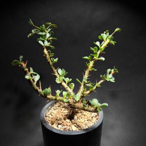 サルコカウロン バンデリティアエ,塊根植物,お目覚め,サルコカウロン属,バルコニストの画像