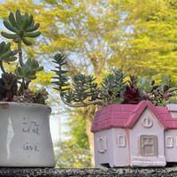 アガベ,多肉植物 寄せ植え,多肉植物 寄せ植え,多肉植物いろいろ,多肉植物いろいろの画像