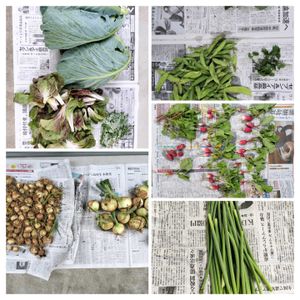 チコリ,チコリ,玉ねぎ,アスパラガス,キャベツの画像