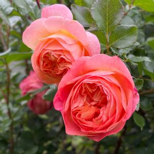 ロビン,薔薇　シルバークラウド,バラのある暮らし,薔薇の庭,広い庭の画像