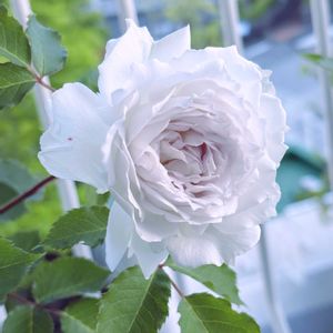 バラ,ガブリエル,癒し,バラの季節,Gabriel（ガブリエル）の画像