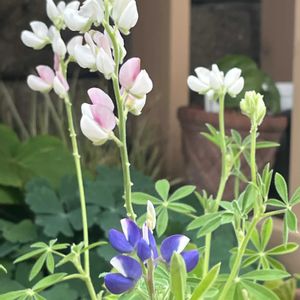 ルピナス ピクシーデライト,鉢植え,ネコ好き,花のある暮らし,庭の画像