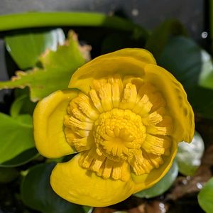 鉢植え,水鉢の画像