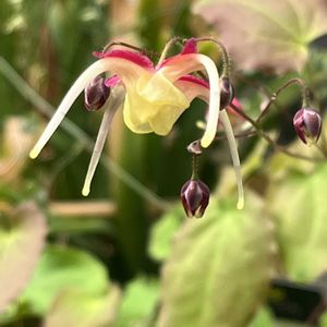 イカリソウ　楊貴妃,赤い花,鉢植え,ネコ好き,花のある暮らしの画像