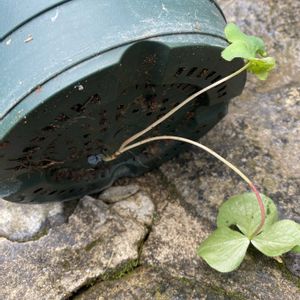 オキザリス・バリアビリス,鉢植えの画像