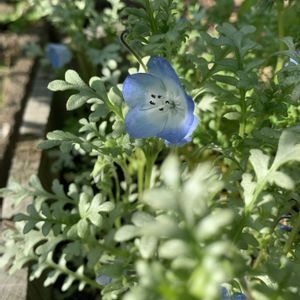 ネモフィラ,ネモフィラ　プラチナスカイ,鉢植え,ガーデニング,青い花の画像
