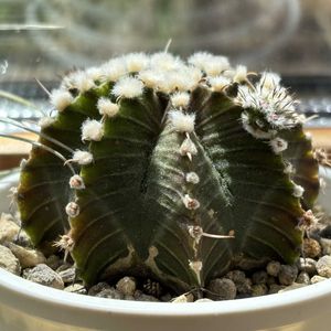 サボテン,ギムノカリキウム,牡丹玉,ダイソー,ダイソー産の画像