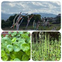 トクサ,ウチワゼニクサの画像