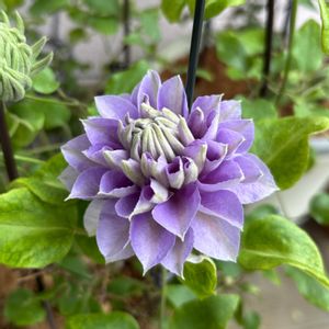 クレマチス,クレマチス 藤の彼方,鉢植え,クレマチス・パテンス系の画像