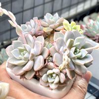 成長記録 ピンクプリティ 錦,成長記録 ピンクプリティ,神奈川タニラー,多肉男子,バルコニー/ベランダの画像