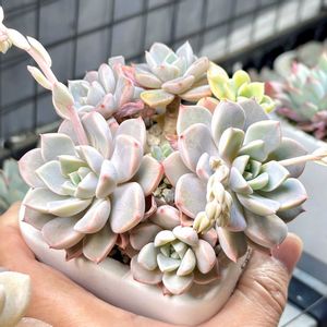 成長記録 ピンクプリティ 錦,成長記録 ピンクプリティ,神奈川タニラー,多肉男子,バルコニー/ベランダの画像