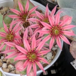 多肉植物,葉挿し,多肉寄せ植え,実生苗,葉挿しっ子の画像