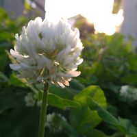 クローバー,クローバー,クローバー,クローバー,クローバーの画像