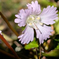 イワウチワ,イワウチワ,山野草,野草,自生の画像
