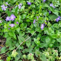 ツルニチニチソウ,ツルニチニチソウ,チーム・ブルー,チーム・ブルーNo.102,Juneの会の画像