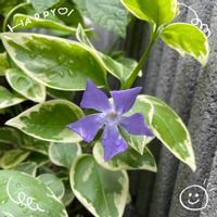 アリウム,ツルニチニチソウ,マーガレットストロベリーホイップ,カシワバアジサイルビースリッパーズ,お花大好き♡の画像