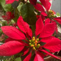 ハナキリン,ブーゲンビリア,ポインセチア,ベランダの植物,平和を願うの画像