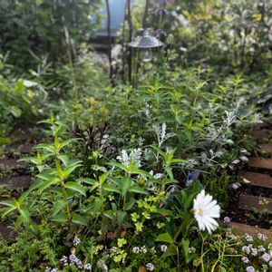 ガーデニング,ナチュラルガーデン,花のある暮らし,流山 オープンガーデン,小さな庭の画像