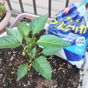 ピーマン,ピーマン　(ニューエース),ガーデニング,ネコ好き,プランター野菜の画像
