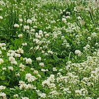 クレソン,シロツメクサ,今日のお花,チーム千葉✿︎,秘密の花園♡の画像