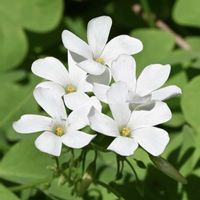 オキザリス,カタバミ,シロバナイモカタバミ,山野草,白い花の画像