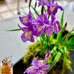 ヒメシャガ,ダッチアイリス,ダッチアイリス,サキガケアヤメ,カマヤマショウブの画像