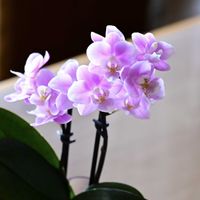 花うらら,野ばらの精,静夜,碧魚連,胡蝶蘭 さくらんの画像