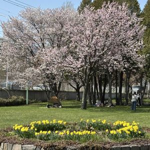 コブシ,スイセン,白樺,北海道,春の訪れの画像
