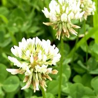 オジギソウ,シロツメクサ,サンゴジュ,おじぎそうの花,コバナヒメハギの画像