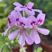 蚊嫌草（ハーブゼラニウム）,癒し,花のある暮らしの画像
